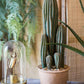 Columnar Cactus | Medium