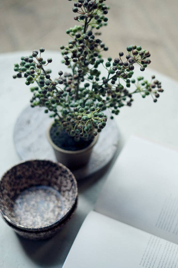 Potted Berry Bush