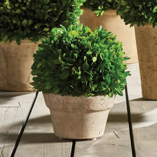 Boxwood Ball In Pot